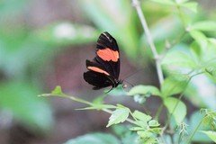 Heliconius erato adana