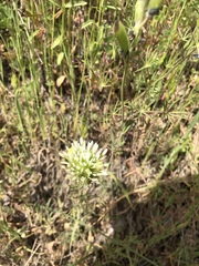 Castilleja lineariloba