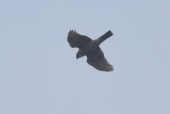 Accipiter gularis