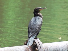 Nannopterum brasilianum