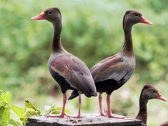 Dendrocygna autumnalis