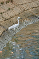 Ardea alba