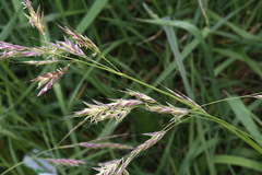 Bromus sitchensis