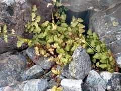 Cystopteris tasmanica