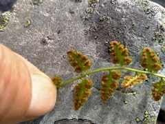 Cystopteris tasmanica