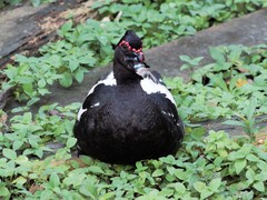 Cairina moschata