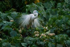 Ardea alba