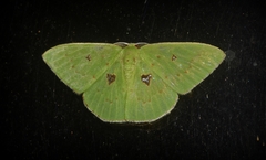 Comostola leucomerata