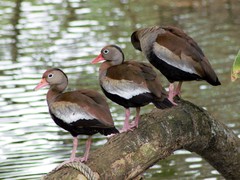 Dendrocygna autumnalis