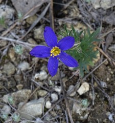 Giliastrum rigidulum