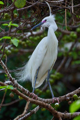 Egretta garzetta