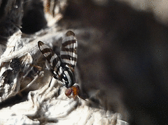 Pterotaenia