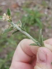 Xerophloea peltata