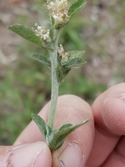 Xerophloea peltata