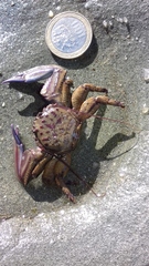 Petrolisthes tuberculosus