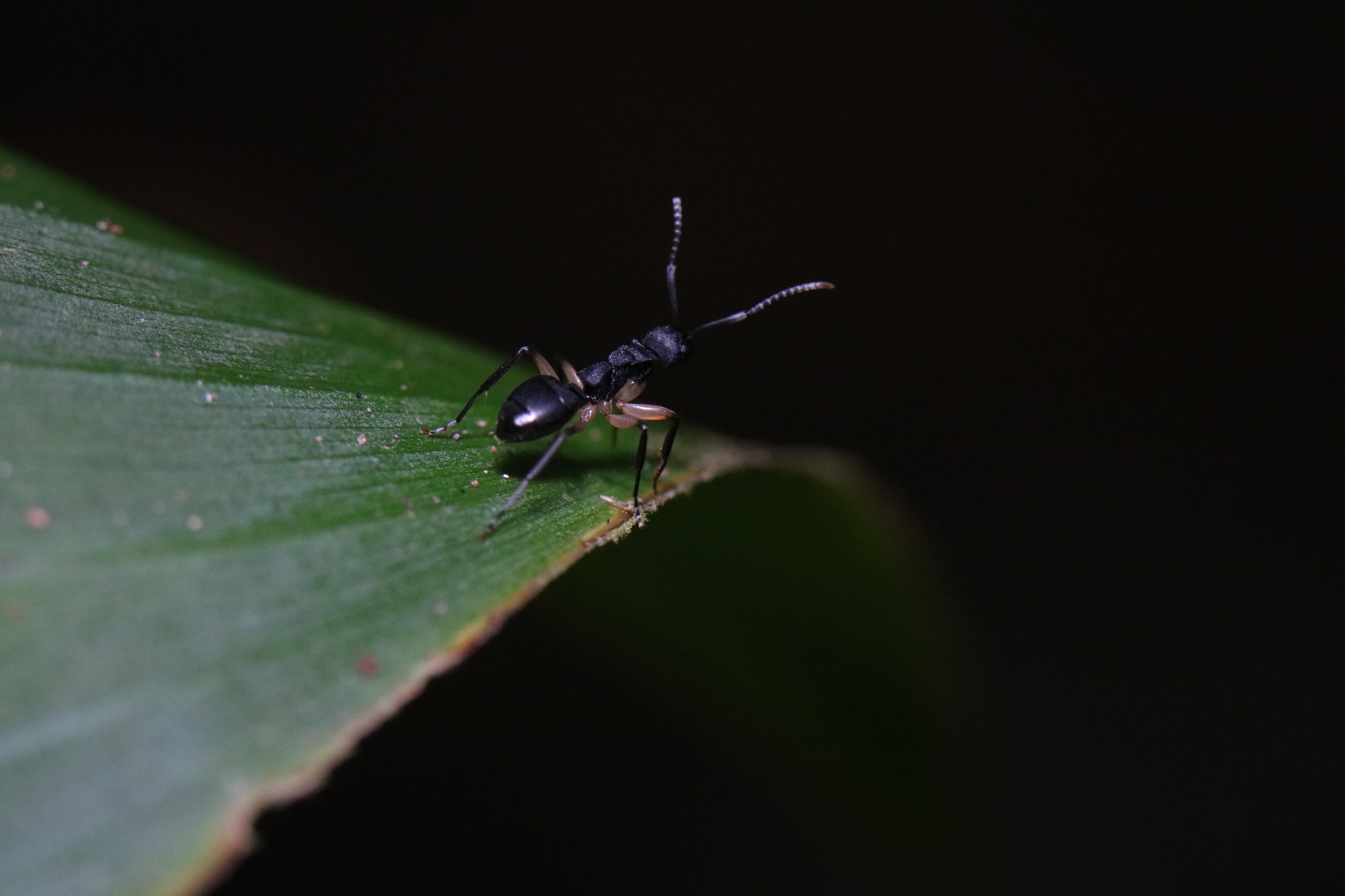 Dolichoderus laminatus