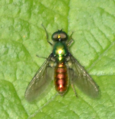 Sargus viridis
