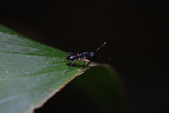 Dolichoderus laminatus