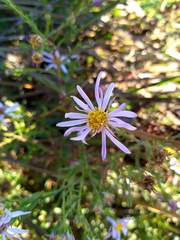 Symphyotrichum lentum
