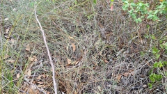 Lepidobolus drapetocoleus