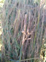 Juncus balticus ater