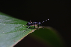 Dolichoderus laminatus