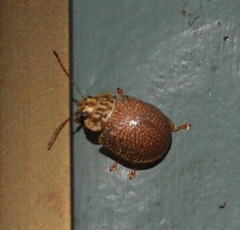 Paropsis omphale
