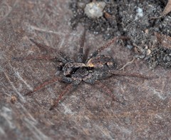 Venatrix australiensis