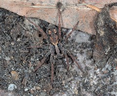 Venatrix australiensis