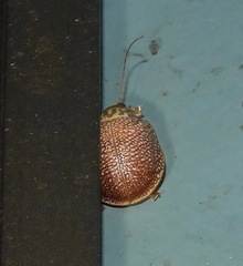 Paropsis omphale