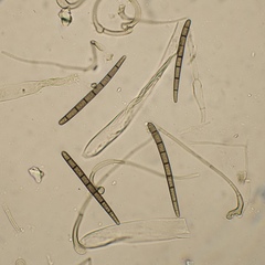 Geoglossum umbratile