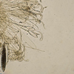 Geoglossum umbratile