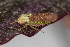 Delongiana ramosa