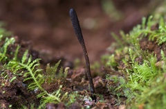 Geoglossum umbratile