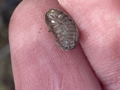 Armadillidium vulgare
