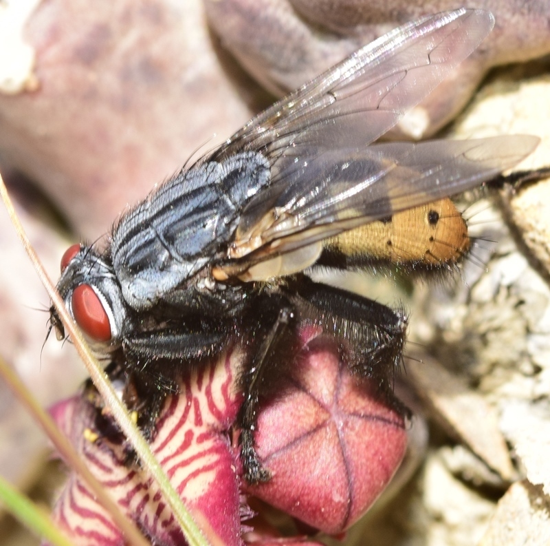 Flesh Flies and Satellite Flies (Family Sarcophagidae) · iNaturalist