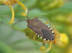 Althos inornatus