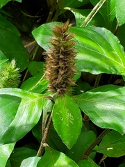 Lepidagathis alopecuroidea