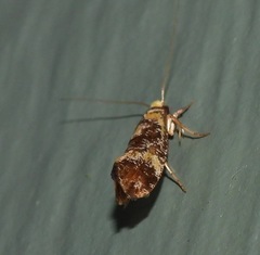 Monopis chrysogramma