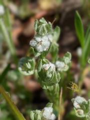 Psilocarphus tenellus