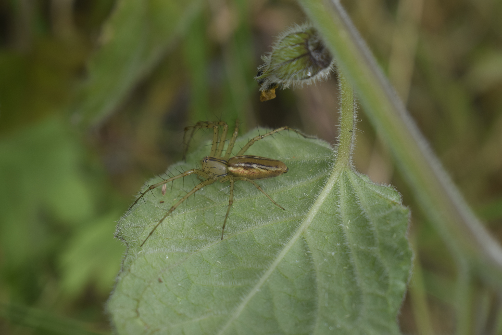 Peucetia rubrolineata image