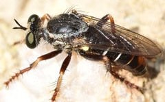 Saropogon aberrans