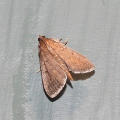 Protonoceras mitis