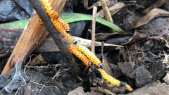 Cactoblastis cactorum