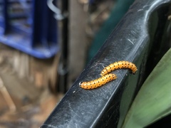 Cactoblastis cactorum