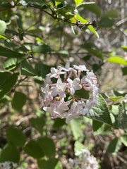 Viburnum carlesii