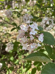 Viburnum carlesii