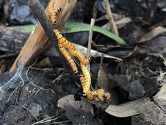 Cactoblastis cactorum