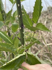 Rubus leucanthus