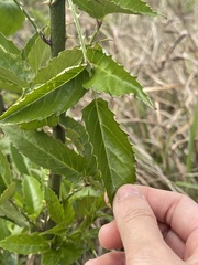 Rubus leucanthus